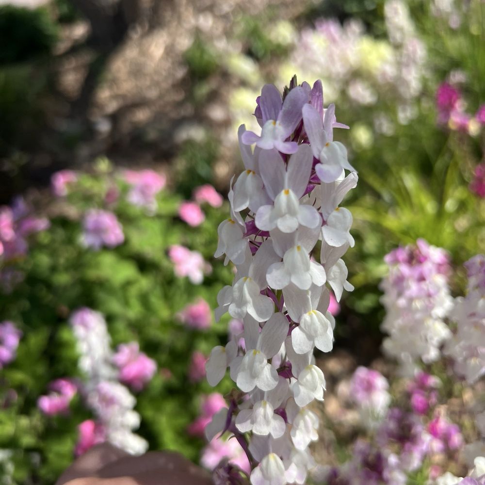 San Diego Botanic Garden - Botanical Gardens Near Me - Encinitas, California