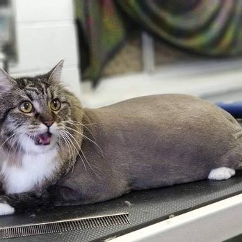 Turquoise Tails Pet Grooming - Pet Groomers Near Me Turquoise Tails Pet Grooming - Pet Groomers Near Me