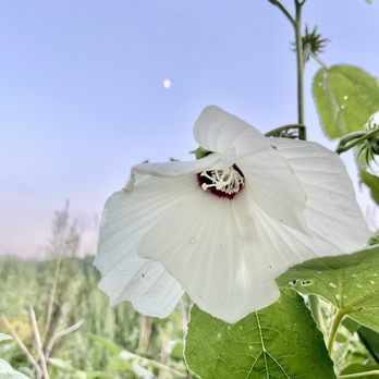 Watershed Nature Center - Flowers and the moon - Parks Near Me - Edwardsville, Illinois
