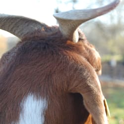 Streichelzoo im Südpark