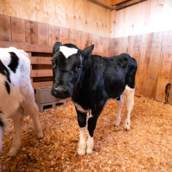 Maranatha Farms - two calves in a barn - Ranches Near Me - Forest, Virginia Maranatha Farms - two calves in a barn - Ranches Near Me - Forest, Virginia