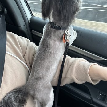 Wags N Whiskers - Most recent visit, full haircut. - Pet Groomers Near Me - Sahuarita, Arizona Wags N Whiskers - Most recent visit, full haircut. - Pet Groomers Near Me - Sahuarita, Arizona