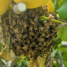 Small hive Small hive
