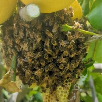We Save Bees - Small hive - Pest Control Near Me - Lake Forest, California We Save Bees - Small hive - Pest Control Near Me - Lake Forest, California