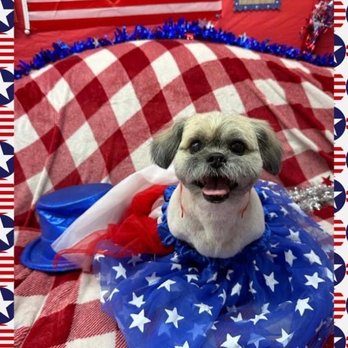 BGE Grooming - My Yankee boy after his most recent groom at BGE. - Pet Groomers Near Me - Oviedo, Florida BGE Grooming - My Yankee boy after his most recent groom at BGE. - Pet Groomers Near Me - Oviedo, Florida