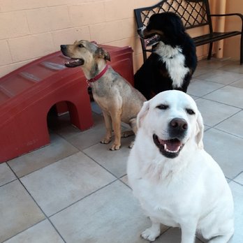 Pet Rush Inn - Always smiling with her friends! - Pet Sitting Near Me - Burbank, California Pet Rush Inn - Always smiling with her friends! - Pet Sitting Near Me - Burbank, California
