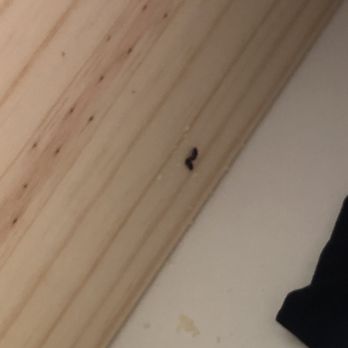 Citra Apartments - Termites eating through wood furniture - Apartments Near Me - San Diego, California