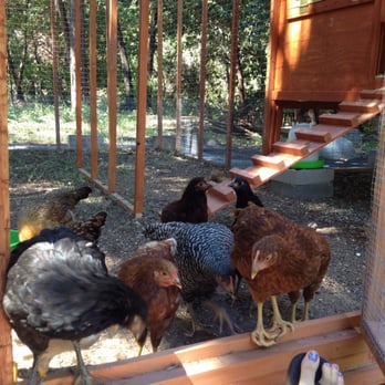 For The Birds CC - Chickens in the coop - Pet Services Near Me For The Birds CC - Chickens in the coop - Pet Services Near Me