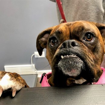 Gilberts Animal Clinic - Veterinarians Near Me - Gilberts, Illinois Gilberts Animal Clinic - Veterinarians Near Me - Gilberts, Illinois