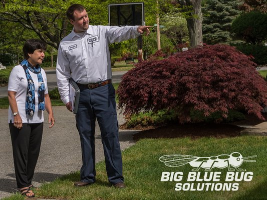 Big Blue Bug Solutions by null