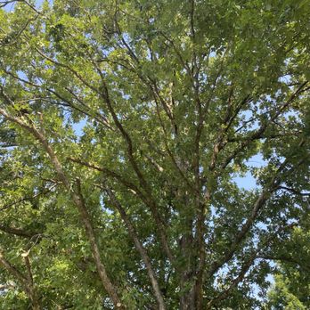 All Season Tree Service - Tree Services Near Me - Chattanooga, Tennessee All Season Tree Service - Tree Services Near Me - Chattanooga, Tennessee
