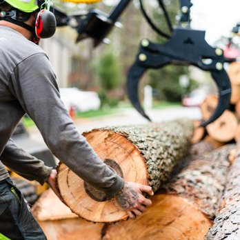 Broadleaf Tree and Shrub - Tree Services Near Me