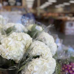 Hydrangeas