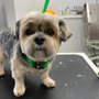 Photo of Dirty Paws Pet Grooming