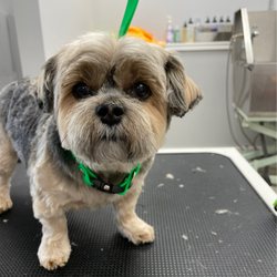 Dirty Paws Pet Grooming