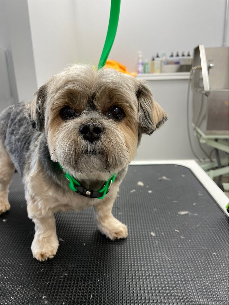 DIRTY PAWS PET GROOMING Updated August 2024 35 Photos Bel Air