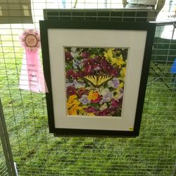 Another beautiful award winner
