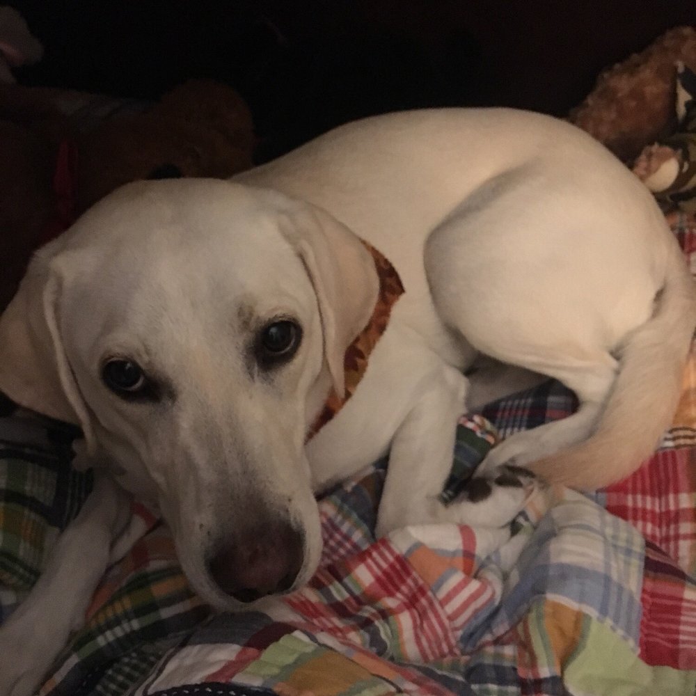 AAA Labs Labrador Puppies - pearl 3 years old - Pet Breeders Near Me - Ontario, California