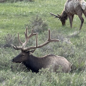 Yellow Wood Guiding - Elk - Tours Near Me - Estes Park, Colorado Yellow Wood Guiding - Elk - Tours Near Me - Estes Park, Colorado