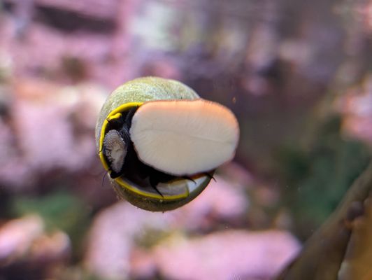 Monterey Bay Aquarium by null