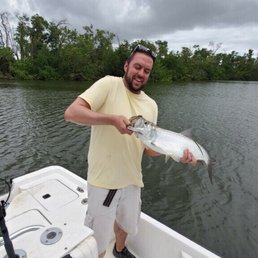 Tarpon fish