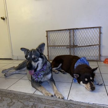 Jenns Tail Wagging Pet Care - Pet Sitting Near Me Jenns Tail Wagging Pet Care - Pet Sitting Near Me