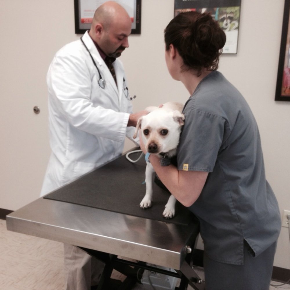 Tri-County Animal Hospital - Veterinarians Near Me - Wayne, New Jersey Tri-County Animal Hospital - Veterinarians Near Me - Wayne, New Jersey