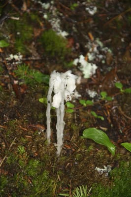 Memorial University Botanical Garden by null