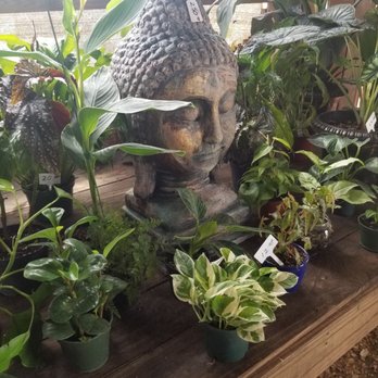 Serenity Orchid & Bonsai - Nurseries & Gardening Near Me - Miami, Florida Serenity Orchid & Bonsai - Nurseries & Gardening Near Me - Miami, Florida