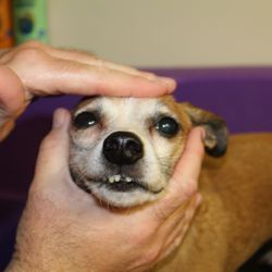 Baha Bow Wow Spa and Boutique - Cheeeeeese!