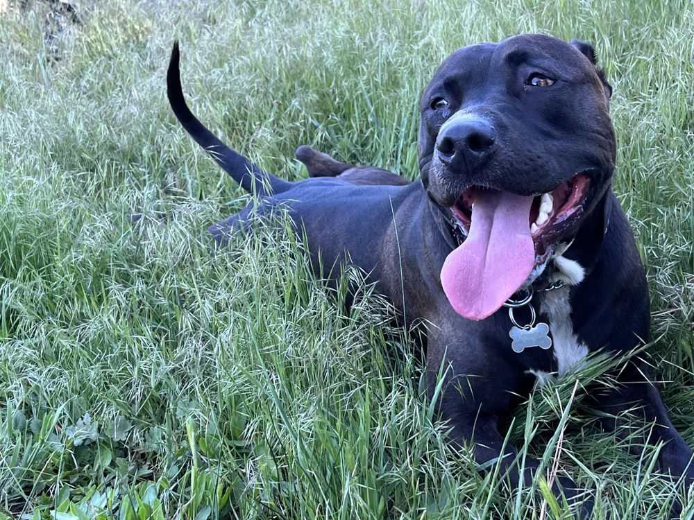 HAPPY TAILS PET SITTING AND GROOMING Updated May 2024 Yelp