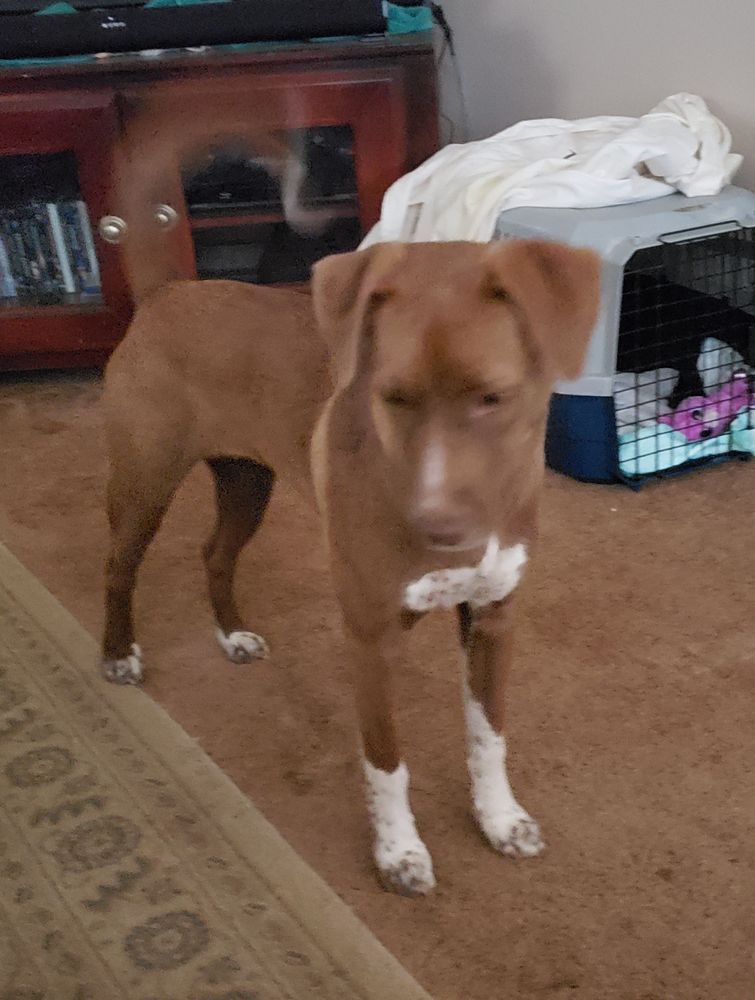 JERRY ANN KIRKLAND RESCUE Request Information 908 Kosciusko Rd