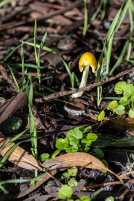 Monarch Butterfly Grove by null