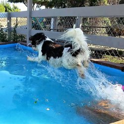 Canine Solutions - Sofia the waterdog.