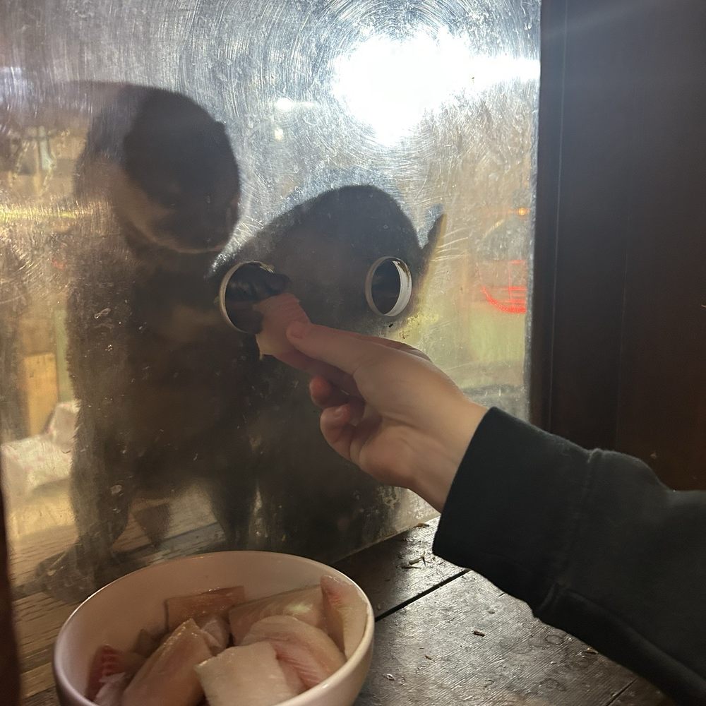 Northwest Wildlife Sanctuary - Feeding the cute little otters! - Zoos Near Me - Oak Harbor, Washington Northwest Wildlife Sanctuary - Feeding the cute little otters! - Zoos Near Me - Oak Harbor, Washington
