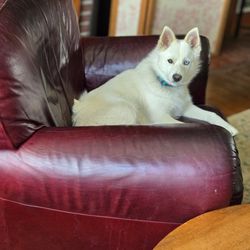Charles D Pittman Jr & Associates - Happy Home Owner with his overstuffed chair purchased with money saved on a closing at Pittman & Associates!