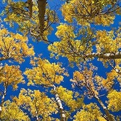 Exclusive Vail Rentals - Exclusive Vail Rentals 5-Star Vacation Homes