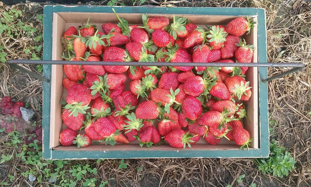 STRAWBERRIES ON 903 4084 Nc 903 S, Winterville, NC Yelp