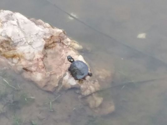 Northern Fauquier Community Park by null