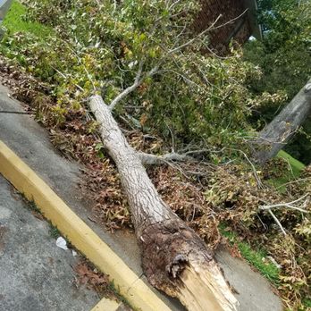 Hoover Tree Experts - Tree Services Near Me - Kenner, Louisiana Hoover Tree Experts - Tree Services Near Me - Kenner, Louisiana