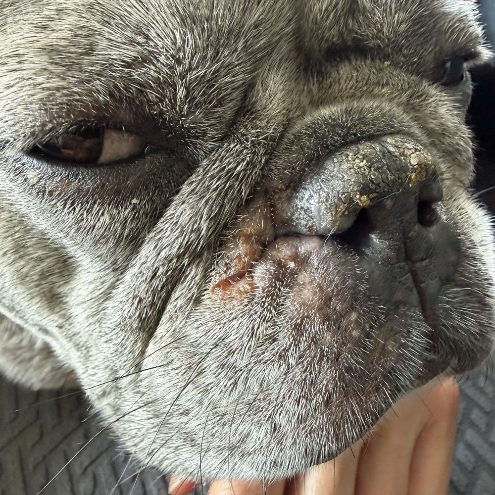 WagVille - Sad pup with painful, itchy skin infection caused by Wagville's neglect! - Pet Training Near Me - Los Angeles, California