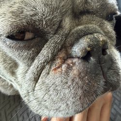 WagVille - Sad pup with painful, itchy skin infection caused by Wagville's neglect!