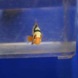 Tiger Lily's House of Fish - RARE double cheekspot helmet Picasso percula