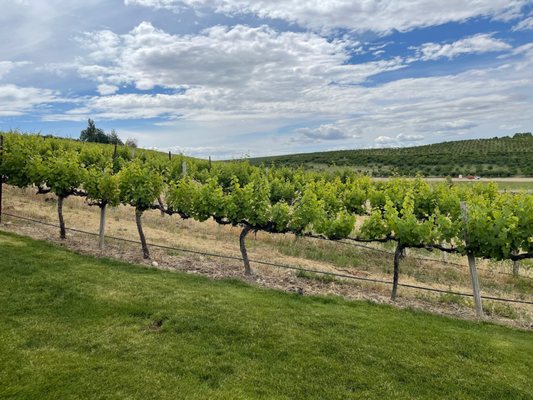 Ste. Chapelle Winery & Tasting Room by null