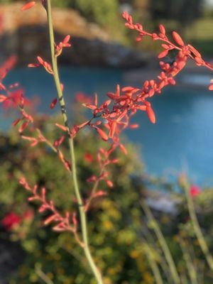 Rockin’ Star Ranch by null