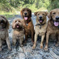 Eric's Pet Services
