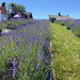 Lavender fields