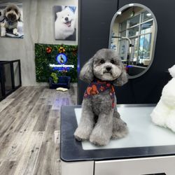Pet Grooming Hollywoof Paw Spa Puppy Marina Pet Spa Hollywood