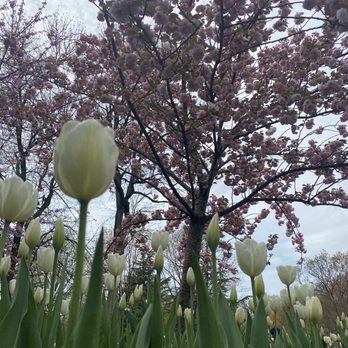 Sherwood Gardens - Parks Near Me - Baltimore, Maryland