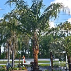 Green Heritage Nursery
